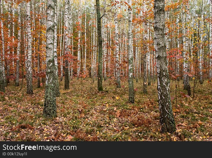 Colorful fall leaves in birch forest. Colorful fall leaves in birch forest