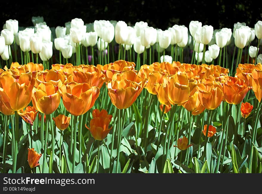 Tulips