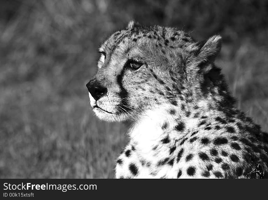 Cheetah sitting down and staring ahead. Cheetah sitting down and staring ahead