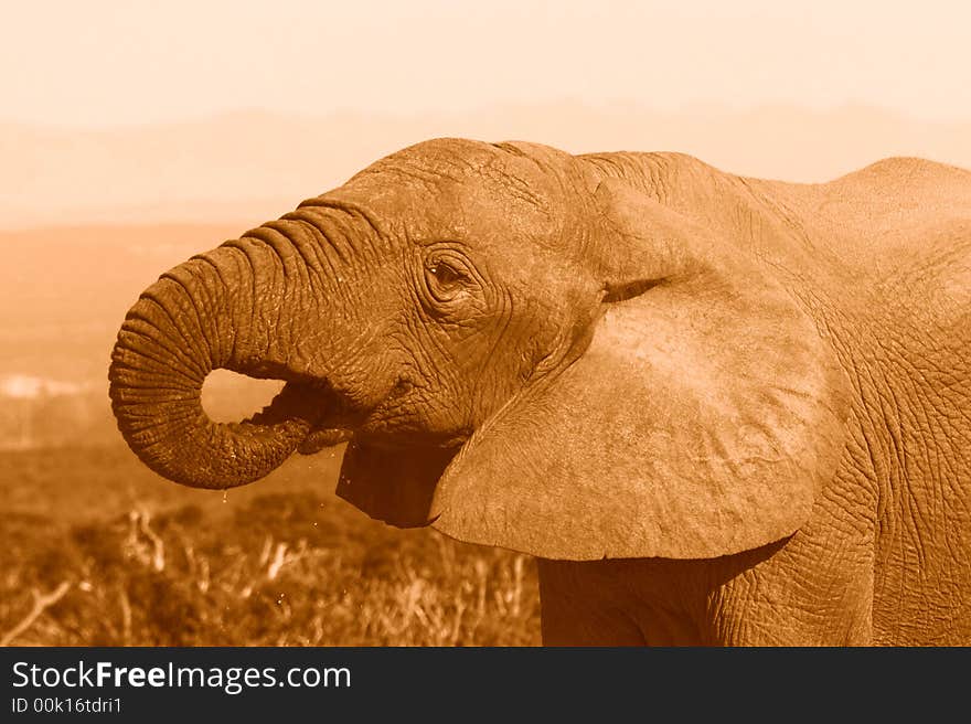 Elephant enjoying a drink