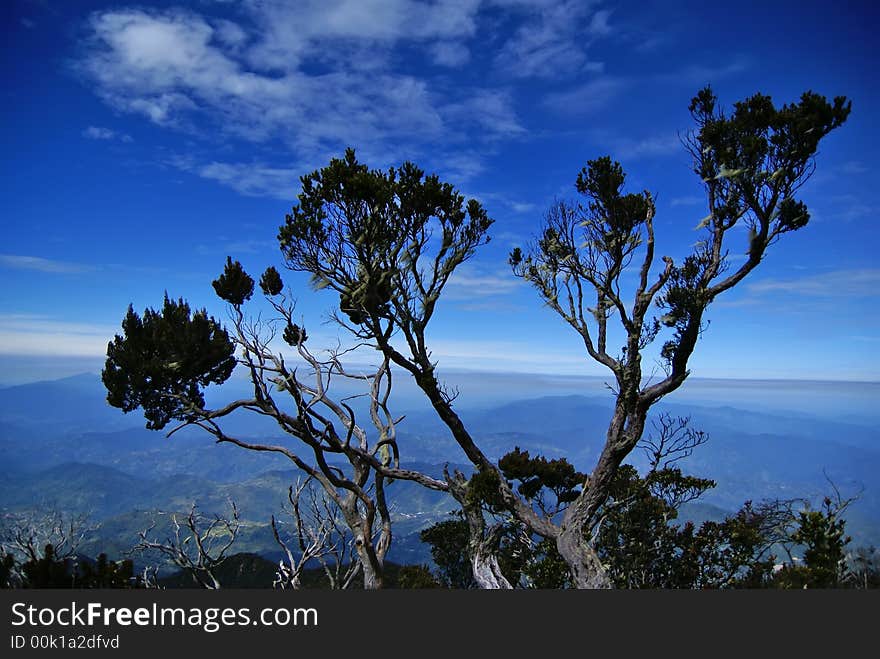 A lone tree surges above the usual treeline, framing itself against the blue skies and the vast lands of Sabah below. A lone tree surges above the usual treeline, framing itself against the blue skies and the vast lands of Sabah below.