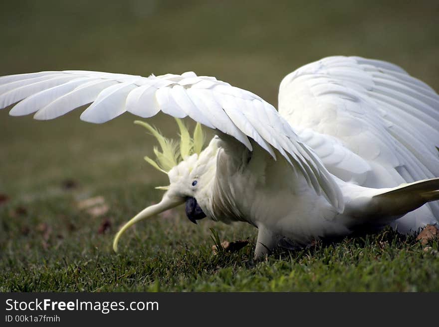 One of many Cockatoos that inhabit the Botanical Gardens in Sydney, New South Wales, Australia. One of many Cockatoos that inhabit the Botanical Gardens in Sydney, New South Wales, Australia.