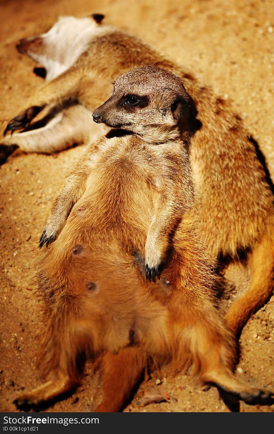 Cute meerkat using his friend as a pillow to have a rest while keeping an eye on the horizon for possible threats.