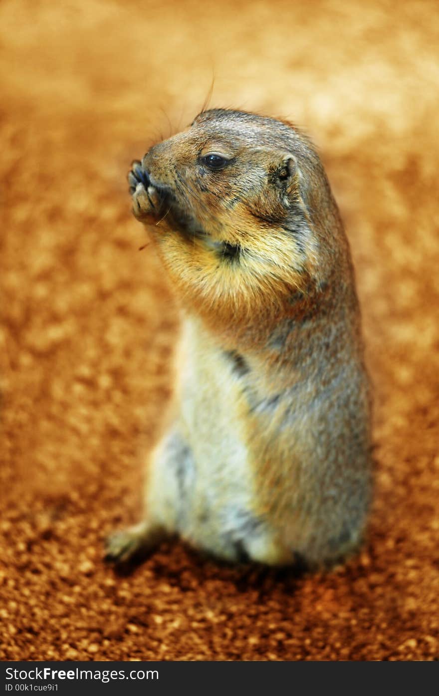 Prairie dog