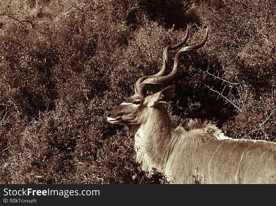 Kudu ram standing next to a bush