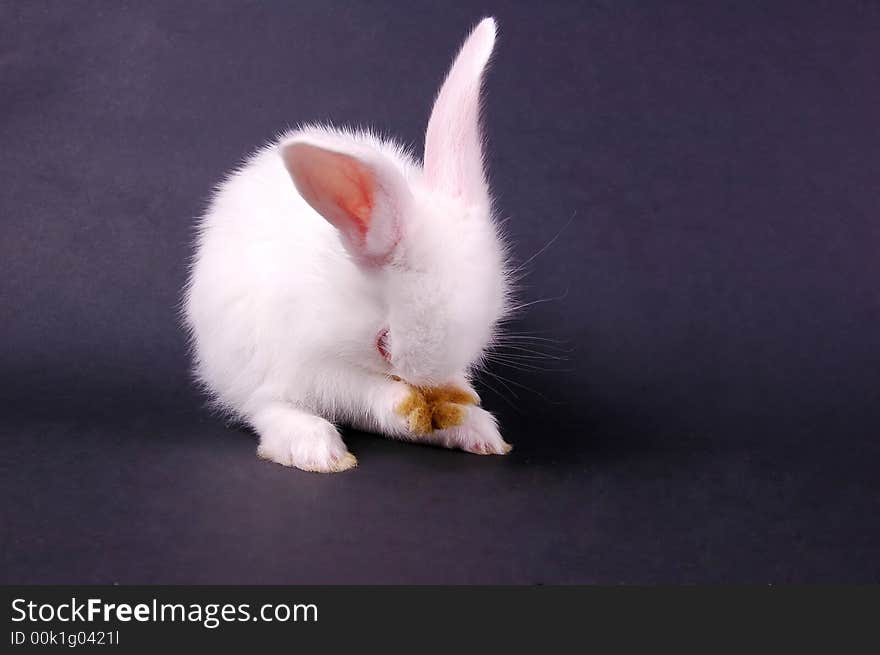 Young white rabbit washing on dark background. Young white rabbit washing on dark background