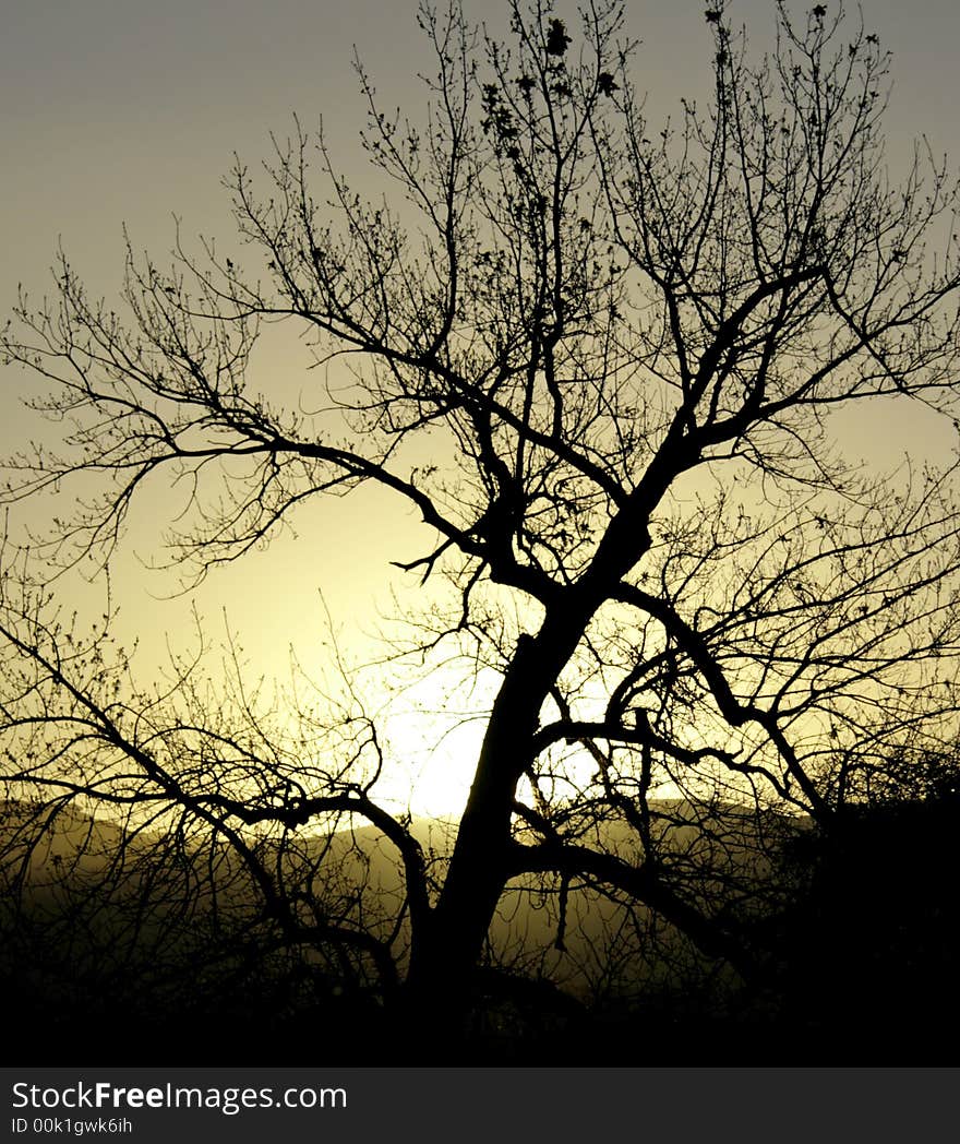 Tree silhouetted against setting sun.