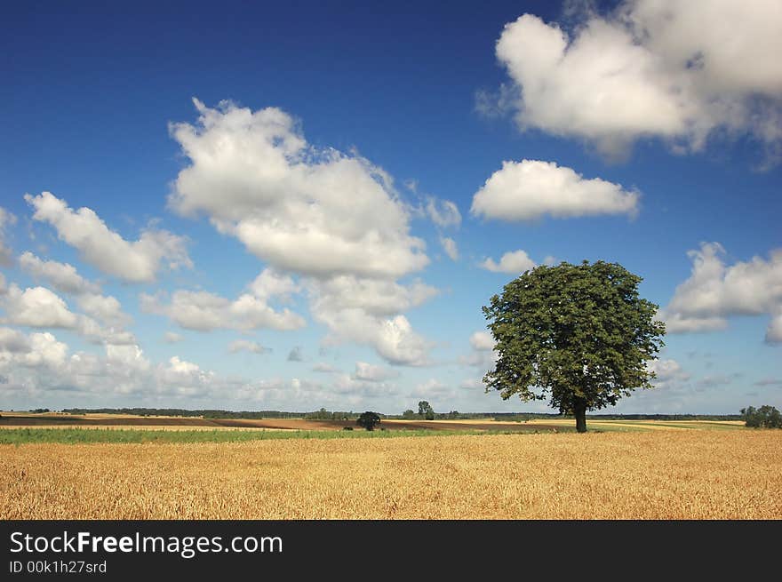 Alone tree with deep blue sky