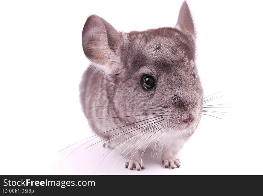 Young Chinchilla in front of white background