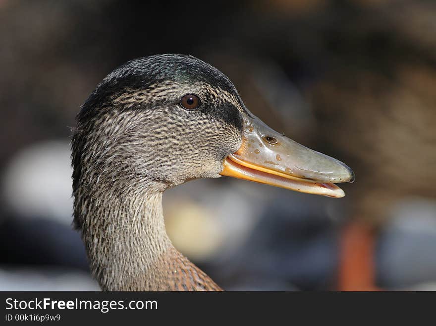 Portrait of a happy duck.