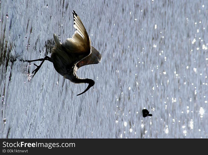 An Australian White Ibis flexes its wings on a lake in Centennial Park, Sydney, Australia