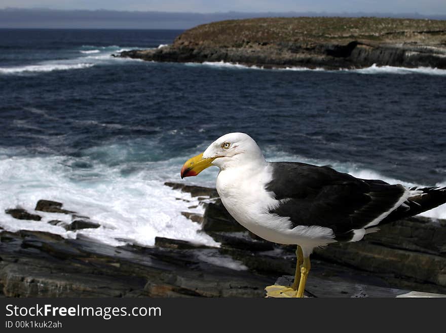 A Pacific Gull surveys the Tasman Sea from the rocks of Admiral's Arch, Kangaroo Island, South Australia