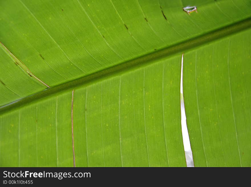 Close-up of banana leaf. Close-up of banana leaf