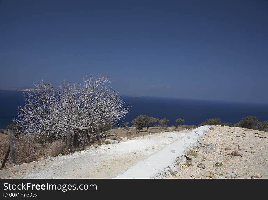 White tree in front of ocean