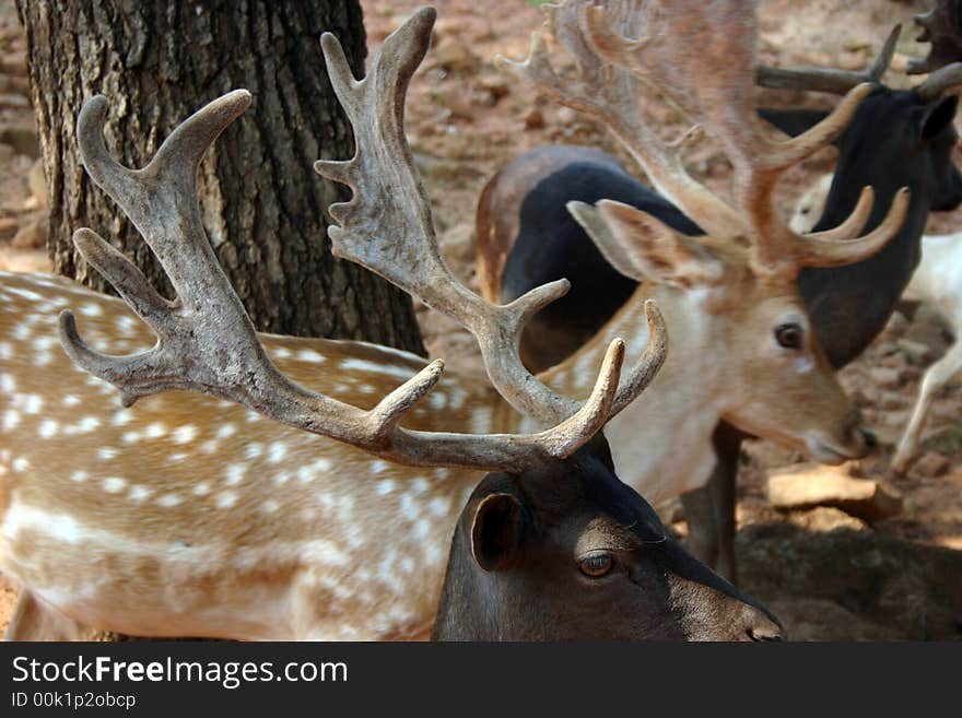 Herd Of Deer