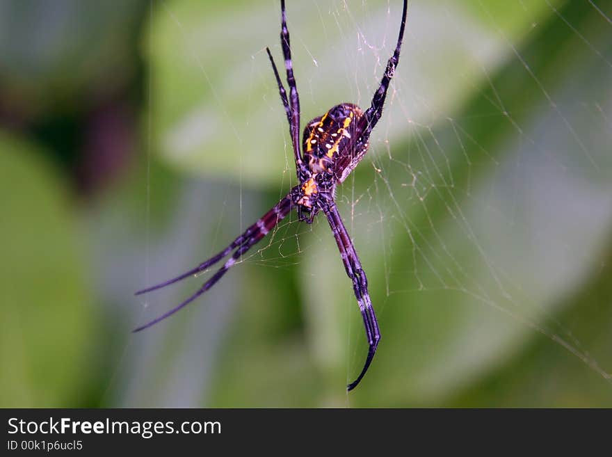 A coloured spider is hunting by his net in a jungle.