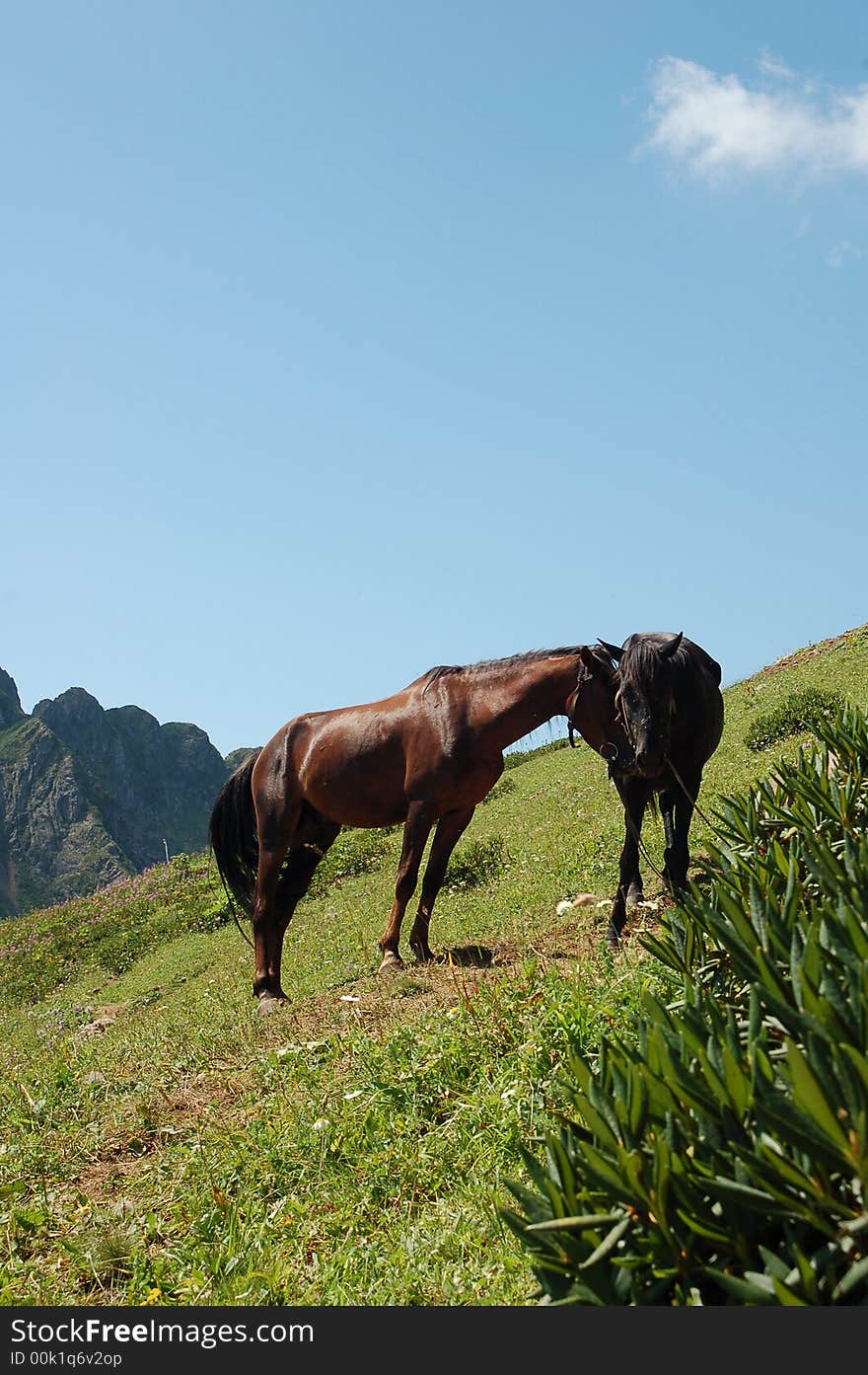 Brown horses grasing on the rocks