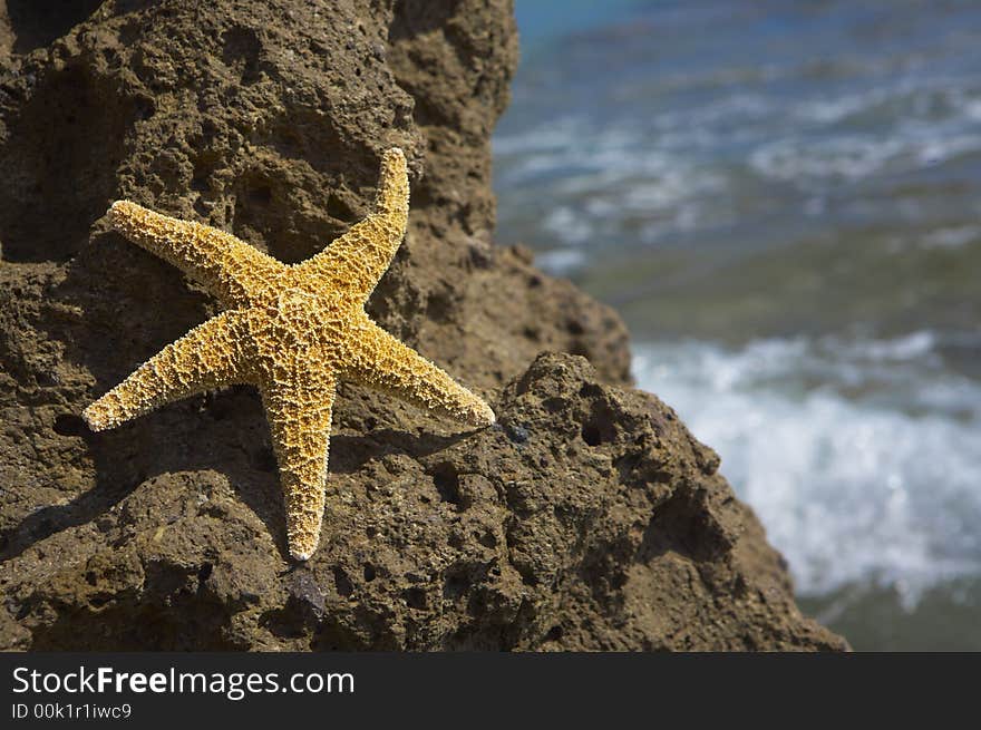 Seastar sitting on a rock