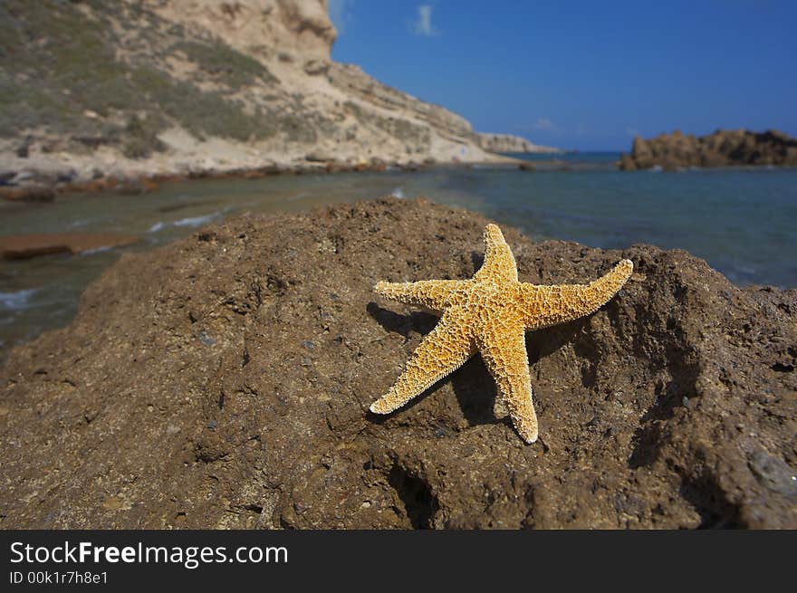 Seastar Sitting On A Rock