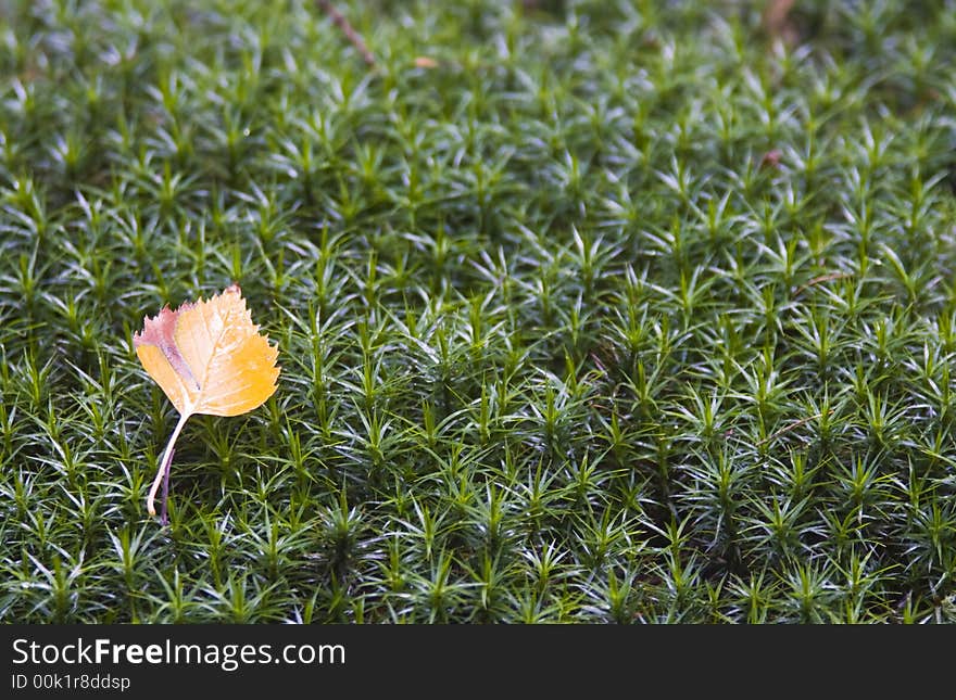 Birch leaf in autumn colours, on a bed of moss. Birch leaf in autumn colours, on a bed of moss