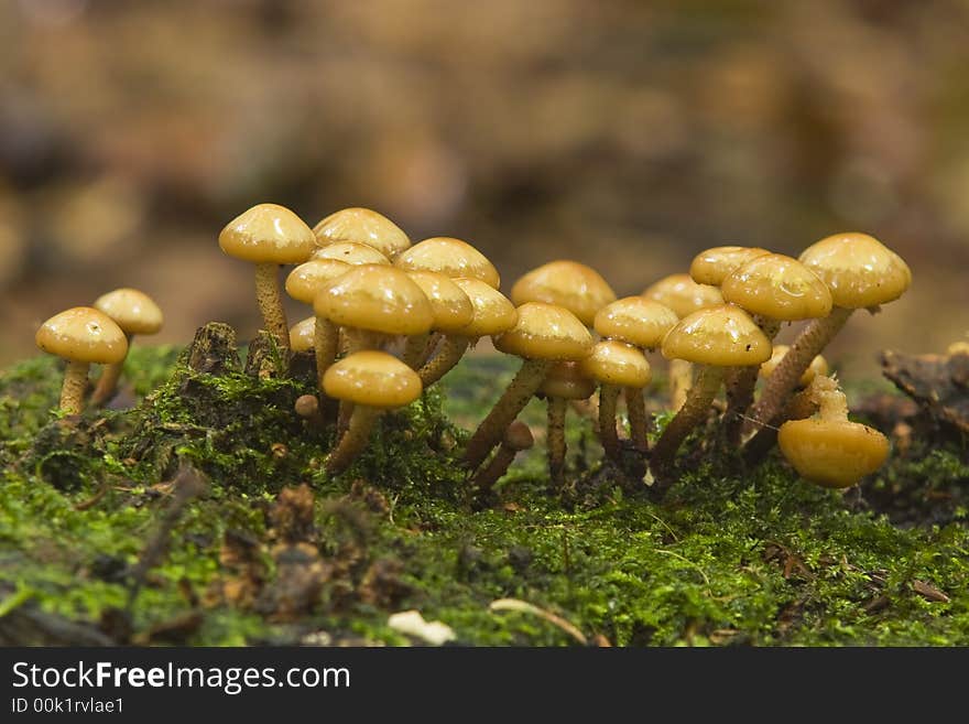 A group of shiny mushrooms on a mossy surface. A group of shiny mushrooms on a mossy surface