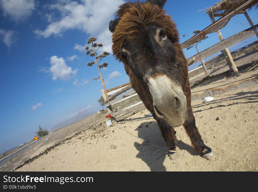 Donkey near the road with sky