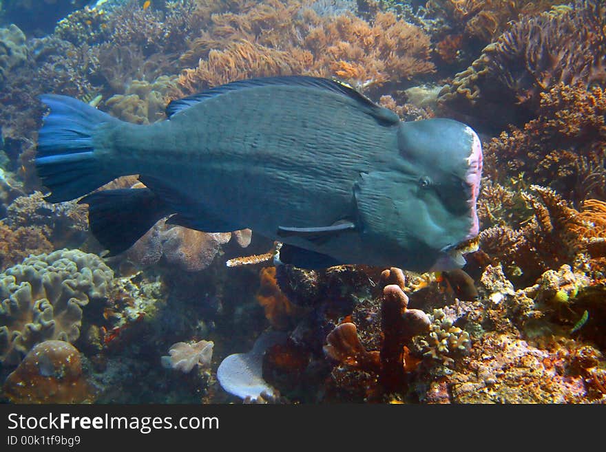 An Underwater Parrot