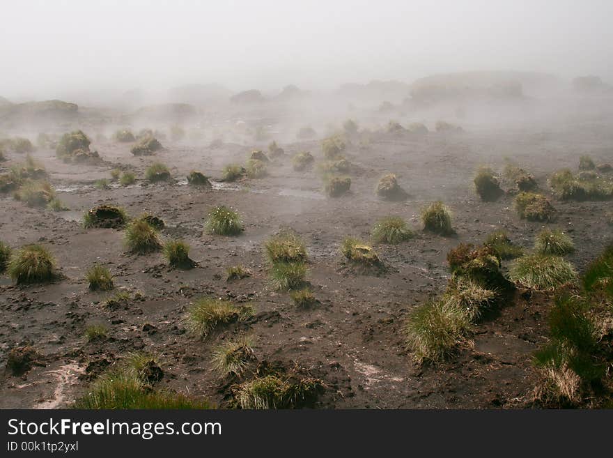 Meadow fog