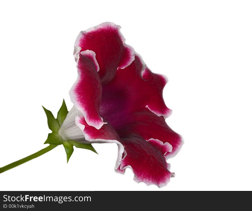 Red gloxinia on white