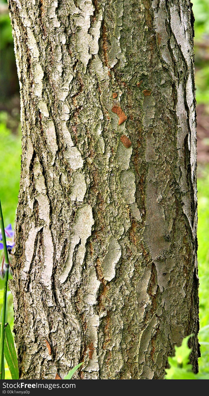 In a garden. The stem of garden tree. In a garden. The stem of garden tree.