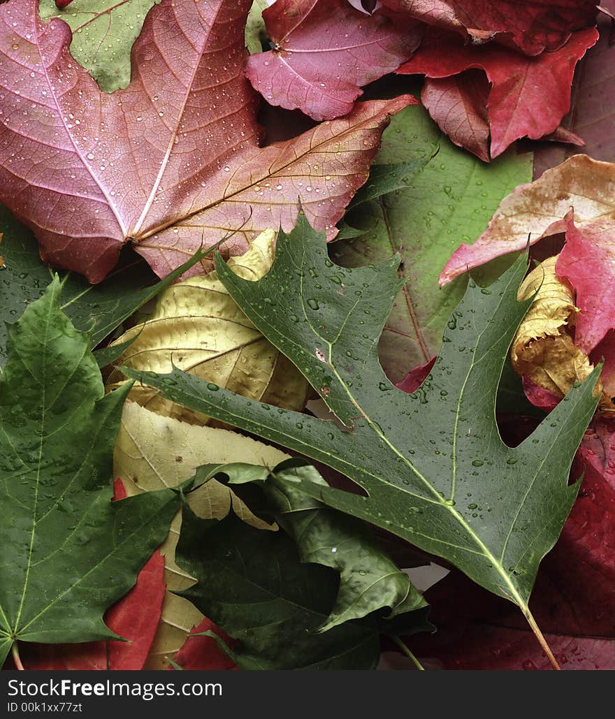 Fallen leaves in several colours. Fallen leaves in several colours