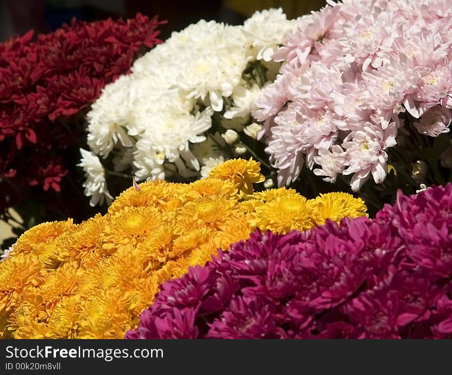 Colourful flowers at a market. Shallow depth of field with yellow and pink flowers in focus.