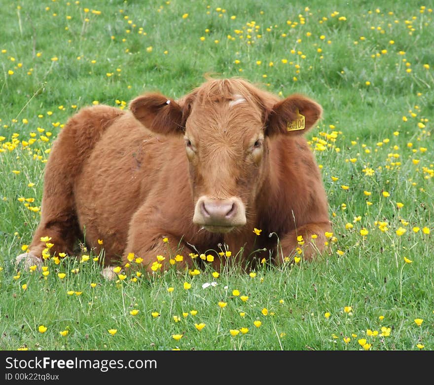 Cow resting in field of buttercups