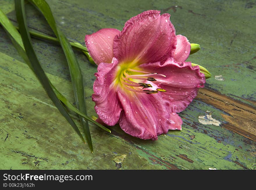 Day Lily on wood shelf. Day Lily on wood shelf