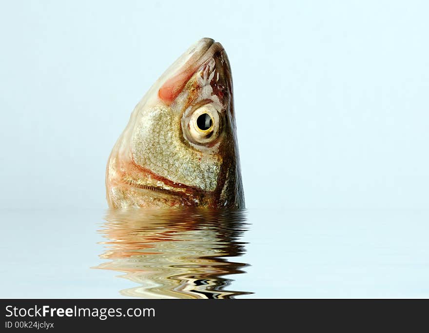 Sea bass head in the water with reflection