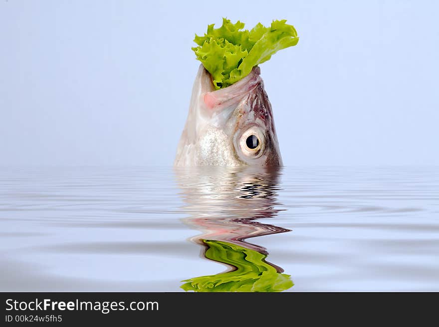 Sea bass head in the water with reflection