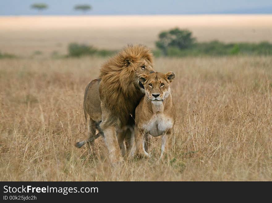 Lions in love