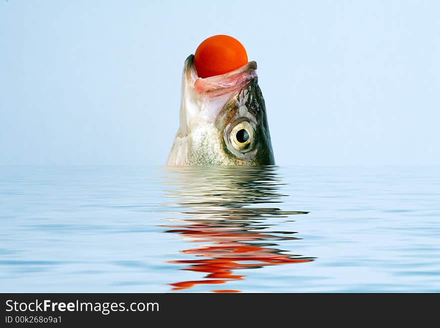 Sea bass head in the water with reflection