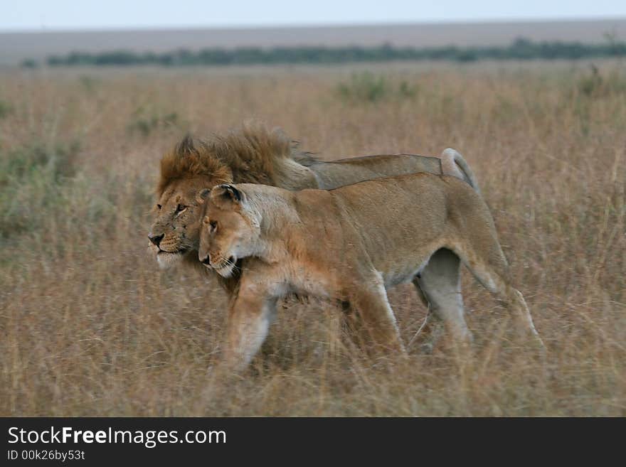 Lion couple on honeymoon