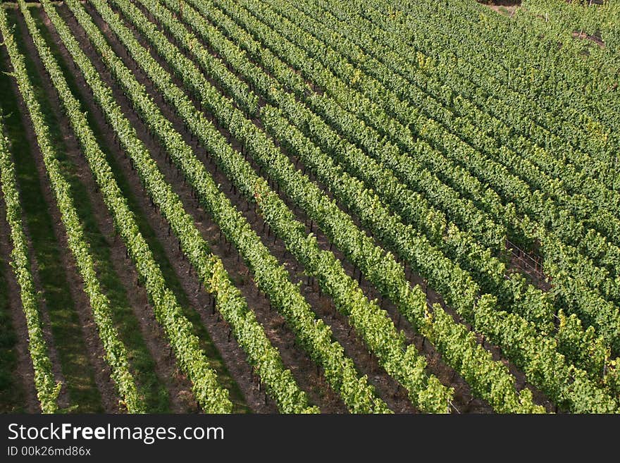 The view of a vineyard in Germany.