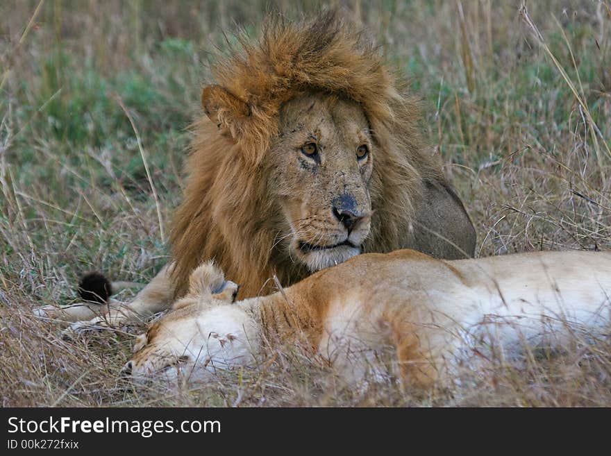 Lion Couple