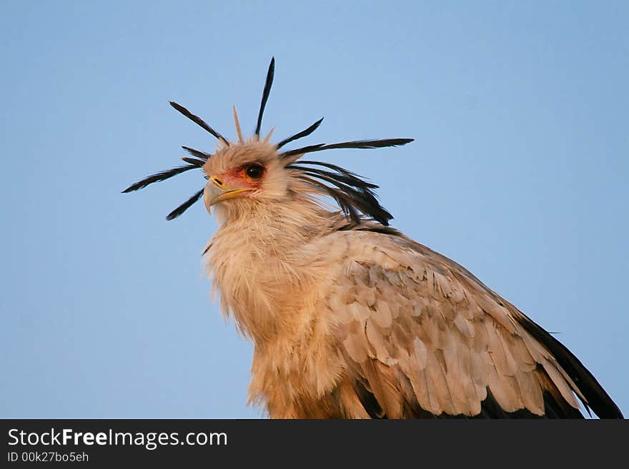 Portrait of secretary bird on top of tree against bright blue sky