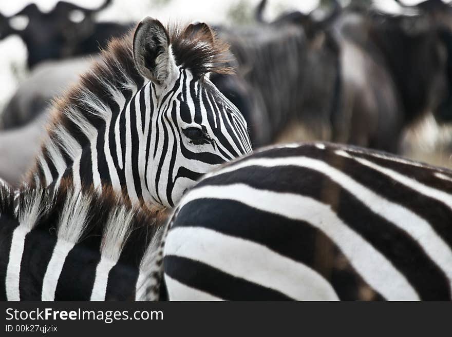 Plains zebra head amongst herd of zebras and wildebeest, masai mara