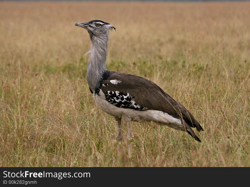 Kori Bustard