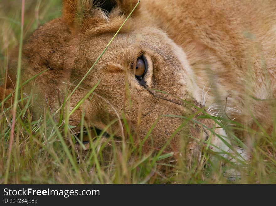 Lioness resting in green grass, looking into camera. Lioness resting in green grass, looking into camera