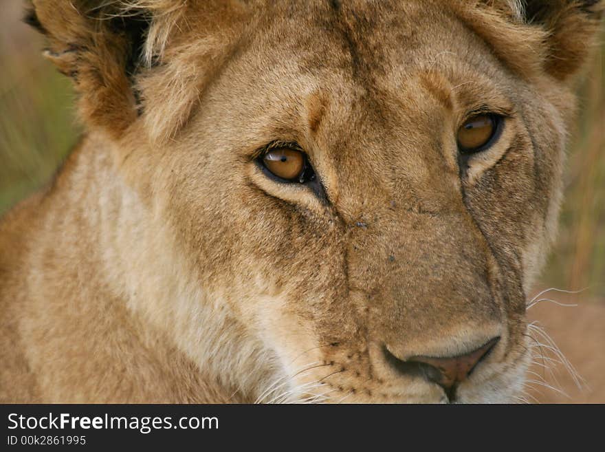 Lioness portrait