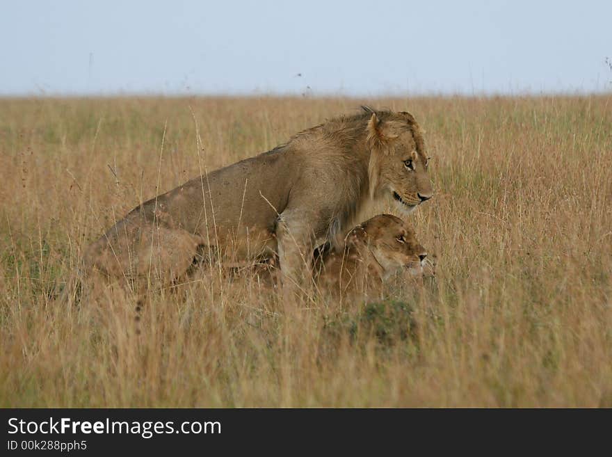 Lions mating