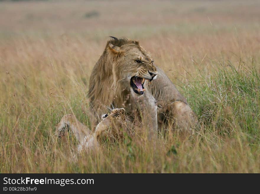 Lion Couple