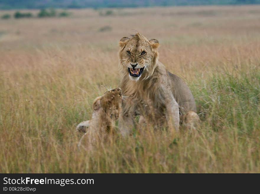 Lion Couple