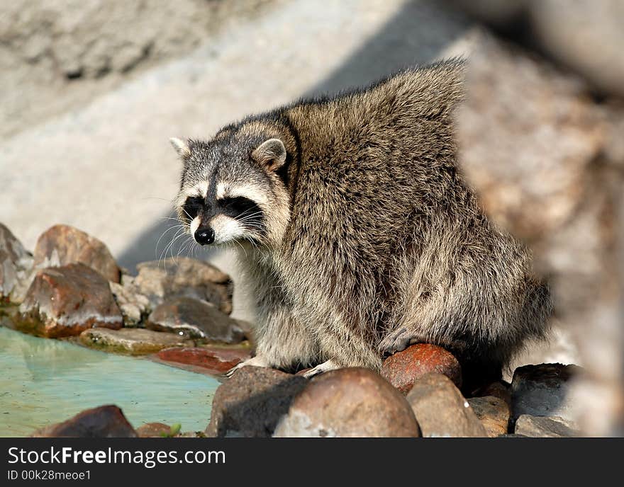 Raccoon